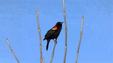 One of the most abundant birds across North America, and one of the most boldly colored, the Red-winged Blackbird is a familiar sight atop cattails, along soggy roadsides, and on telephone wires. Glossy-black males have scarlet-and-yellow shoulder patches they can puff up or hide depending on how confident they feel. Females are a subdued, streaky brown, almost like a large, dark sparrow ... 